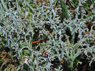 Cladonia furcata