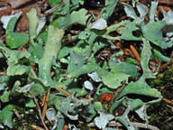 Cladonia turgida