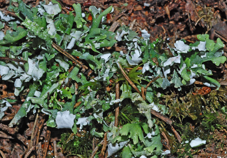 Cladonia turgida
