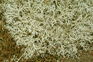 Cladonia arbuscula