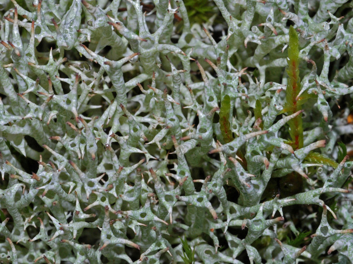 Cladonia uncialis