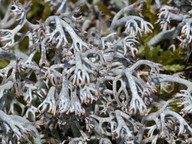 Cladonia rangiferina