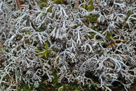 Cladonia rangiferina