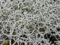 Cladonia portentosa