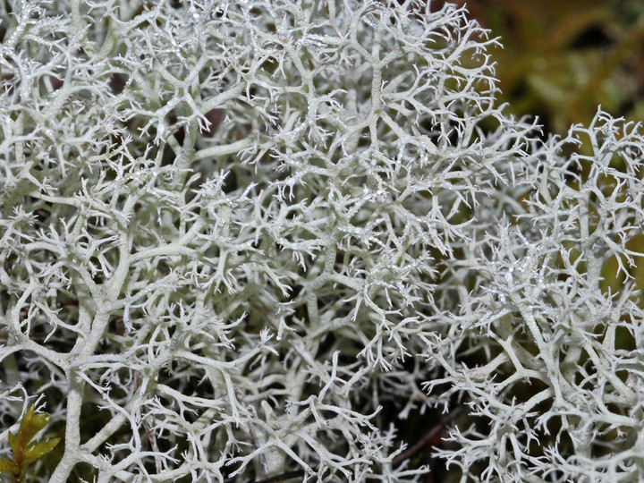 Cladonia portentosa