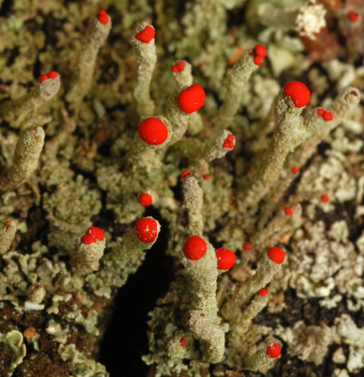 Cladonia macilenta