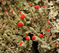 Cladonia macilenta