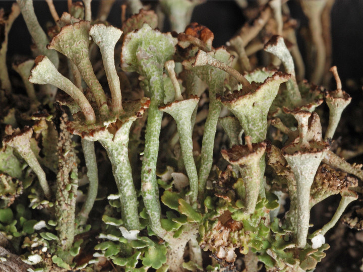 Cladonia verticillata