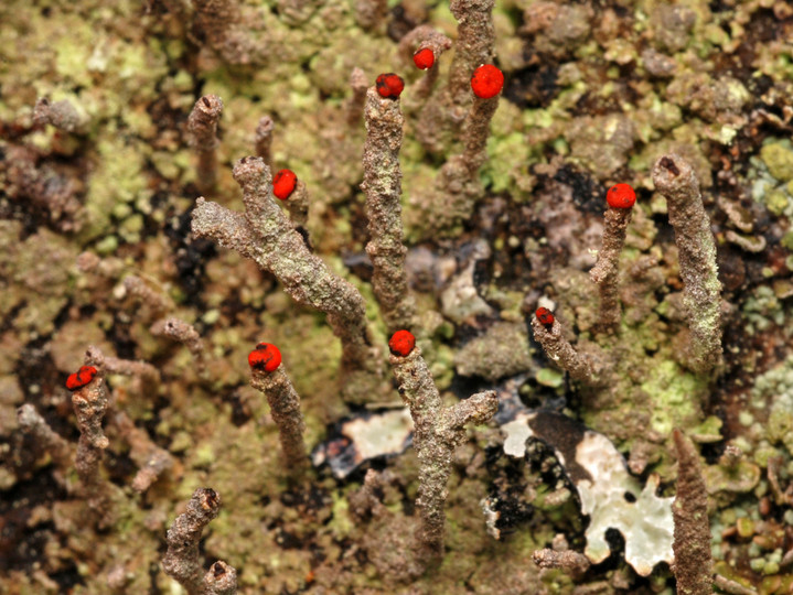 Cladonia macilenta