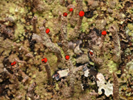 Cladonia macilenta