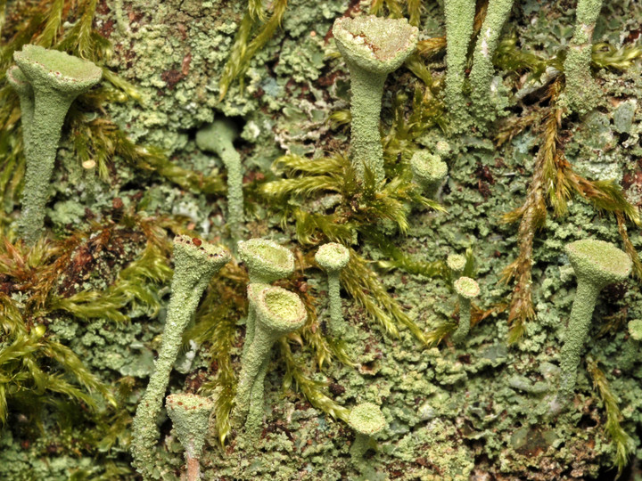 Cladonia fimbriata