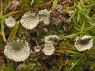 Cladonia pyxidata