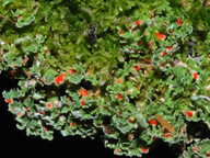 Cladonia norvegica