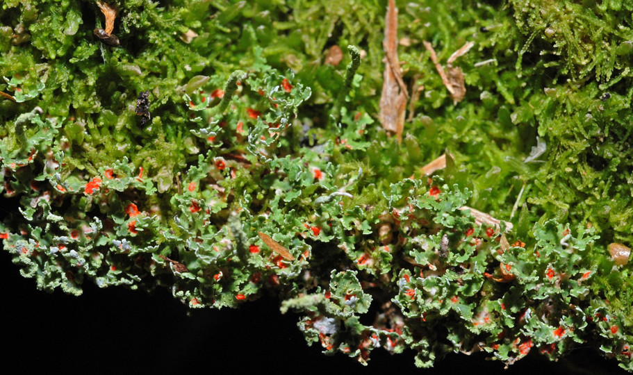 Cladonia norvegica