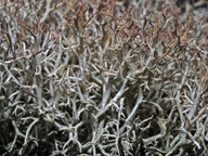 Cladonia rangiformis