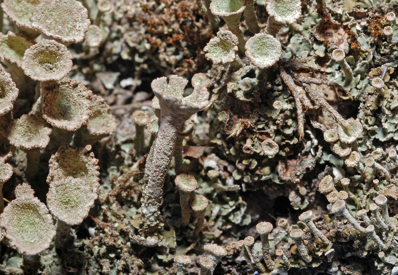 Cladonia chlorophaea