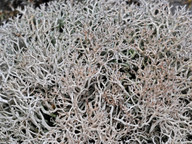 Cladonia rangiformis