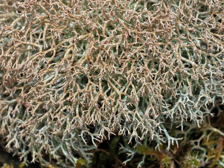 Cladonia rangiformis