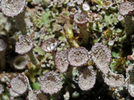 Cladonia pyxidata