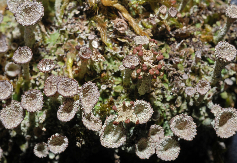 Cladonia pyxidata