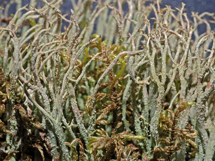 Cladonia ramulosa