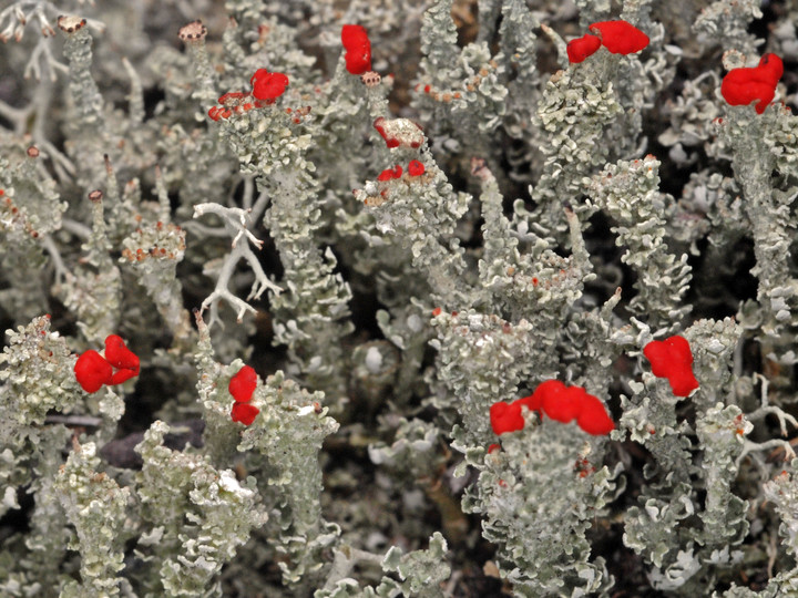 Cladonia bellidiflora