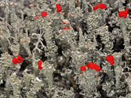 Cladonia bellidiflora