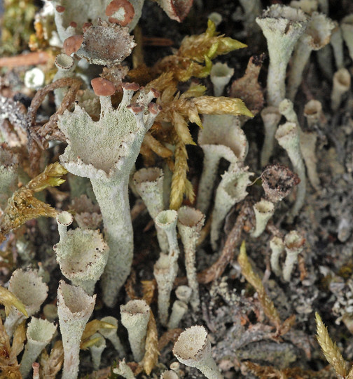 Cladonia carneola