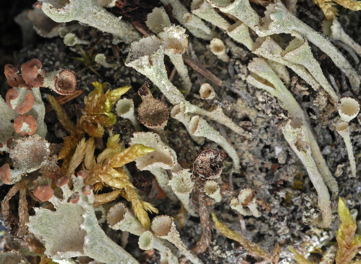 Cladonia carneola