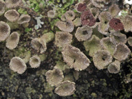 Cladonia chlorophaea
