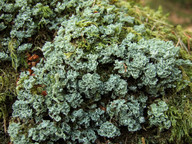 Cladonia caespiticia