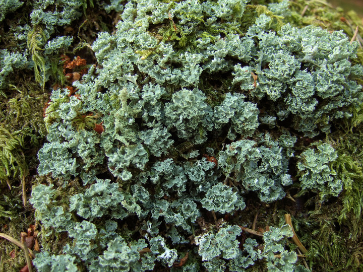 Cladonia caespiticia