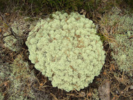 Cladonia stellaris