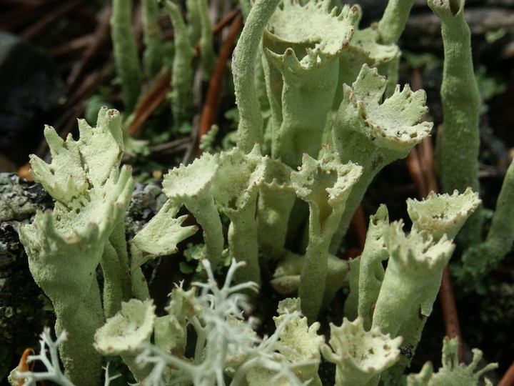 Cladonia sulphurina?