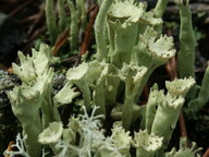 Cladonia sulphurina?