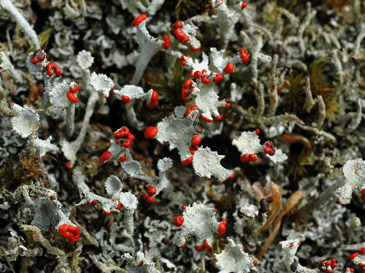 Cladonia coccifera