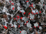 Cladonia coccifera