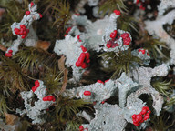 Cladonia coccifera