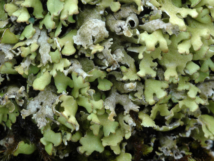 Cladonia foliacea