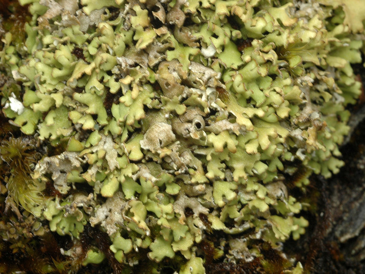 Cladonia foliacea