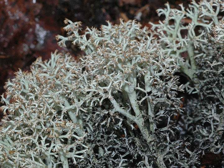 Cladonia stygia