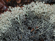 Cladonia stygia