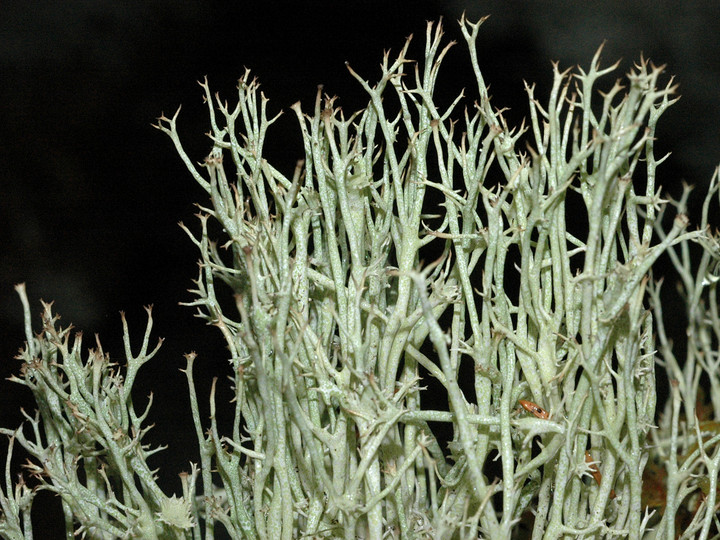 Cladonia amaurocraea