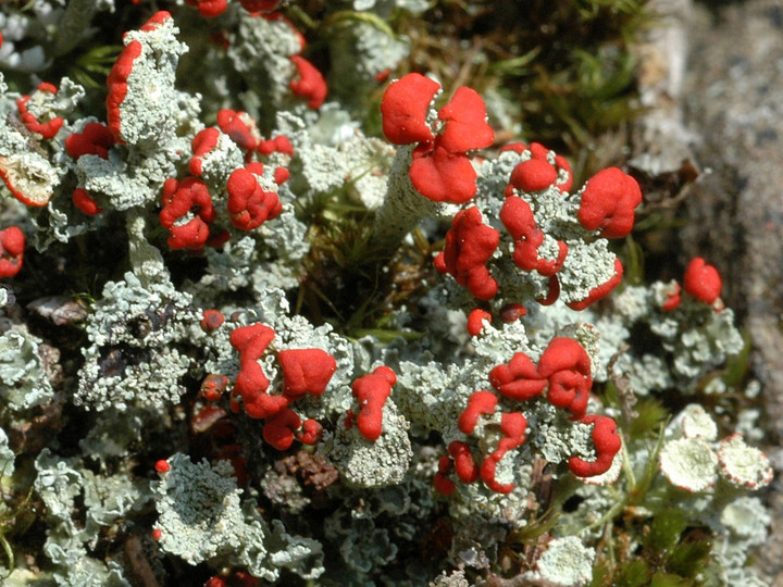 Cladonia coccifera