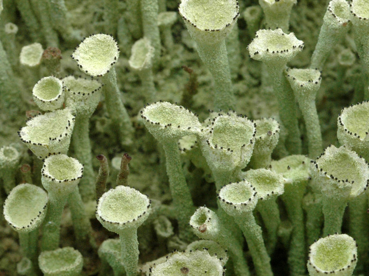 Cladonia carneola