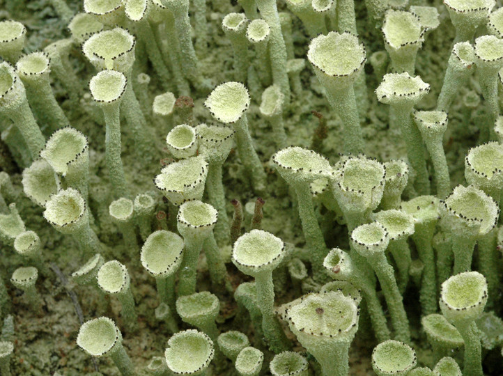 Cladonia carneola