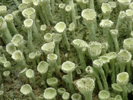 Cladonia carneola