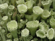 Cladonia carneola