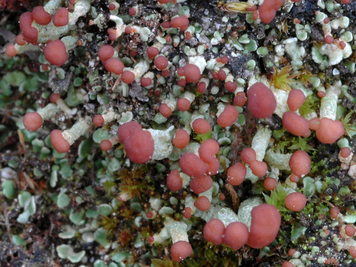 Cladonia peziziformis