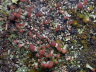 Cladonia peziziformis